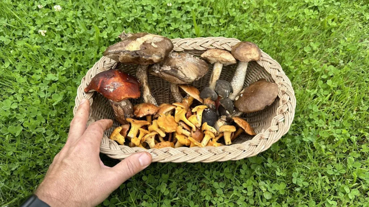 Muchomůrka tygrovaná nebo masák? V Písku už řešili dvě vážné otravy