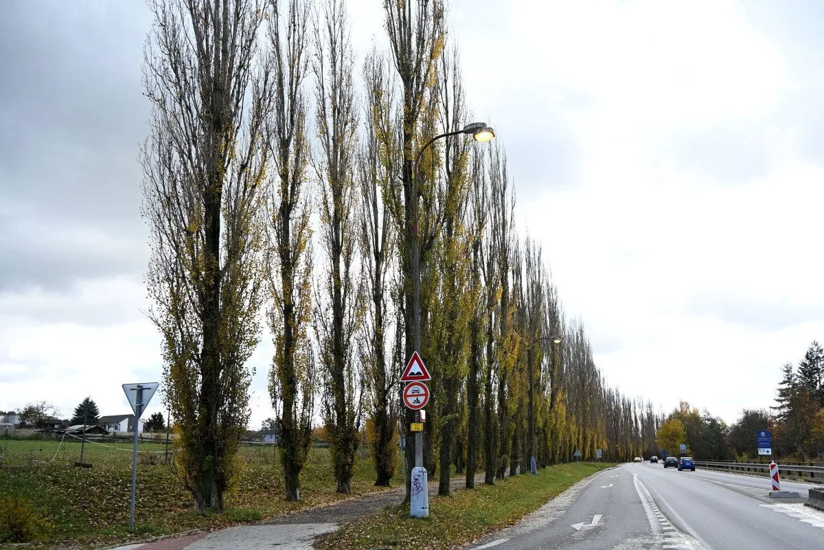 Písek dnes začne kácet starou topolovou alej, na jaře tam vysadí duby.