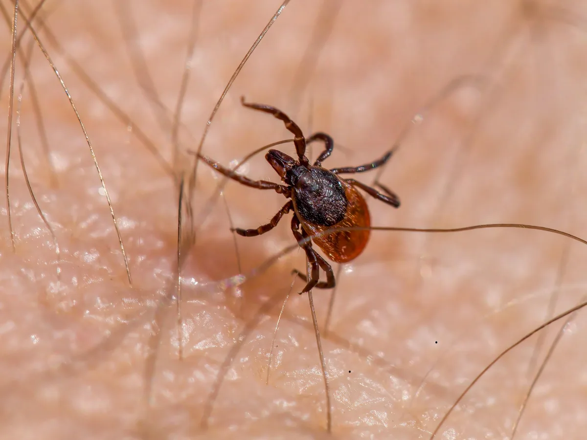Počet nakažených lymeskou boreliózou stále stoupá. Hygienici už evidují 963 případů