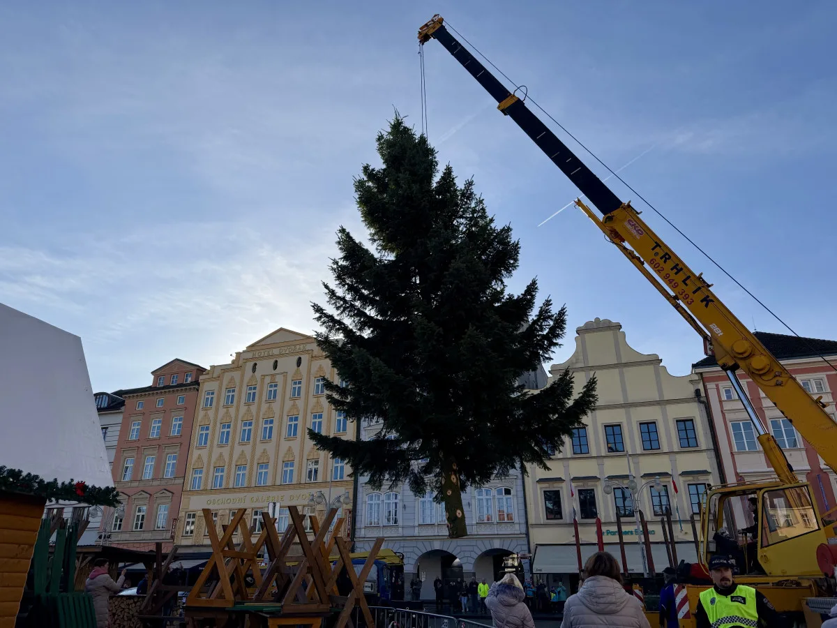 Nový vánoční strom je na místě. Pětadvacetiletá jedle se rozsvítí na konci měsíce