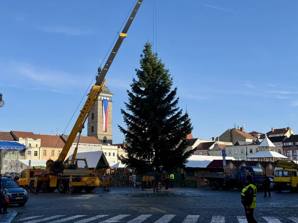 Nový vánoční strom je na místě. Pětadvacetiletá jedle se rozsvítí na konci měsíce