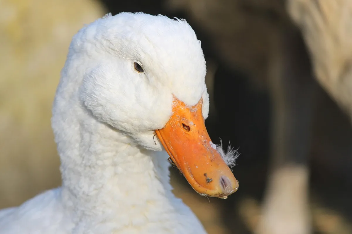 Veterináři potvrdili letos páté ohnisko ptačí chřipky, je v Blatné na jihu Čech