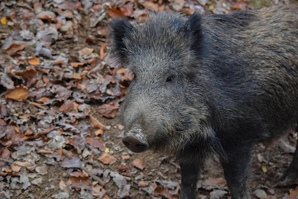 Hon na divočáky pokračuje. U Krumlova padlo už 30 kusů