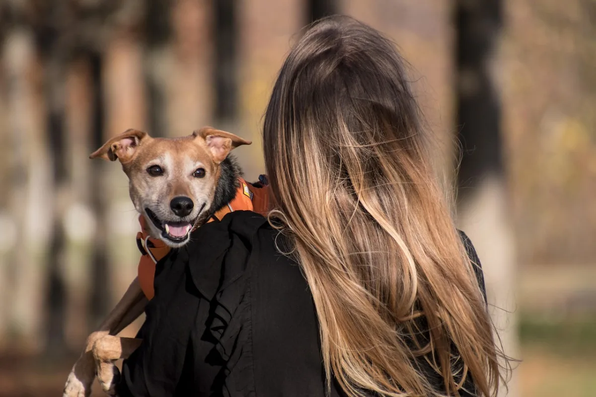 Punč, káva a sváteční venčení. Útulek Animal Rescue pořádá Vánoce pro své svěřence