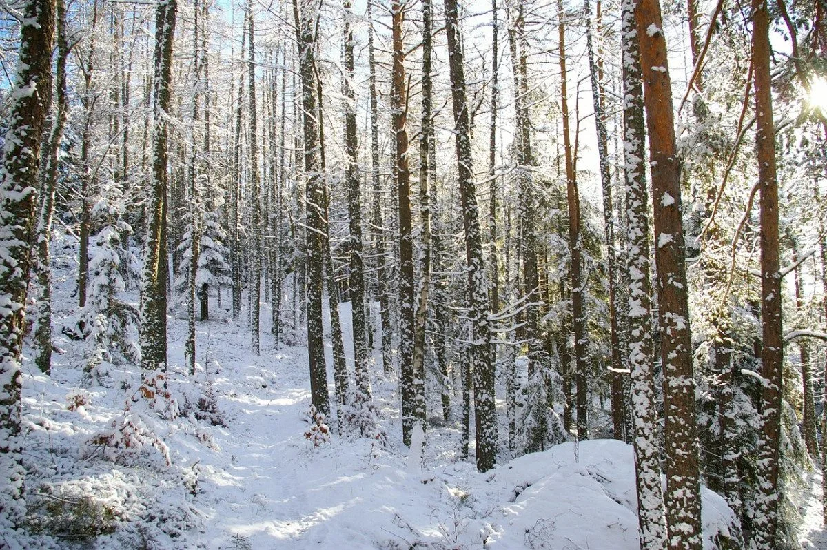 Na Štědrý den může na jihu Čech napadnout sníh, uvedli meteorologové