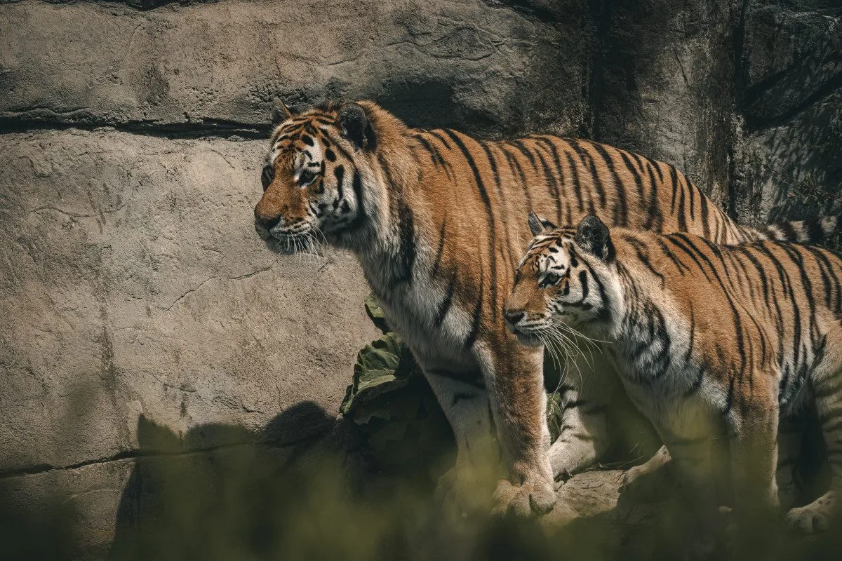 Pololetní a jarní prázdniny v Zoo Hluboká. Děti mají vstup zdarma
