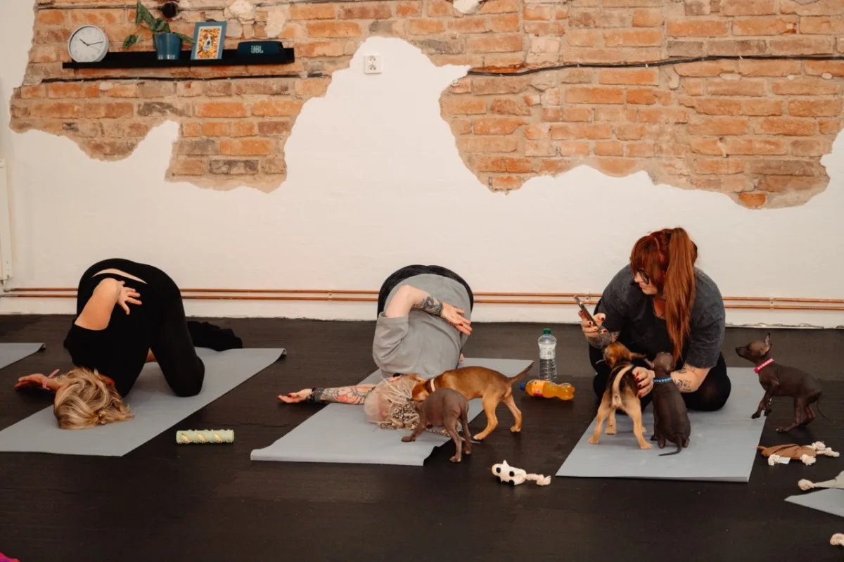 Puppy jóga spojuje relaxaci lidí se zdravou socializací štěňat