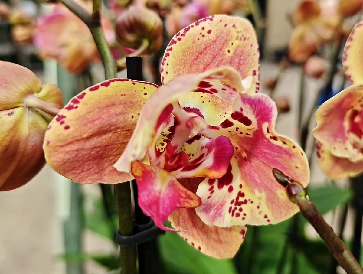 Stovky orchidejí a dalších exotických rostlin zaplnily Jihočeské muzeum