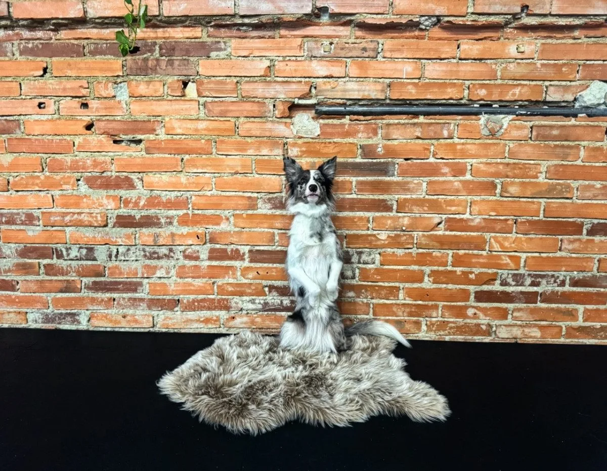 Dog dancing spojuje triky, pohyb a souhru psa s majitelem v rytmu hudby