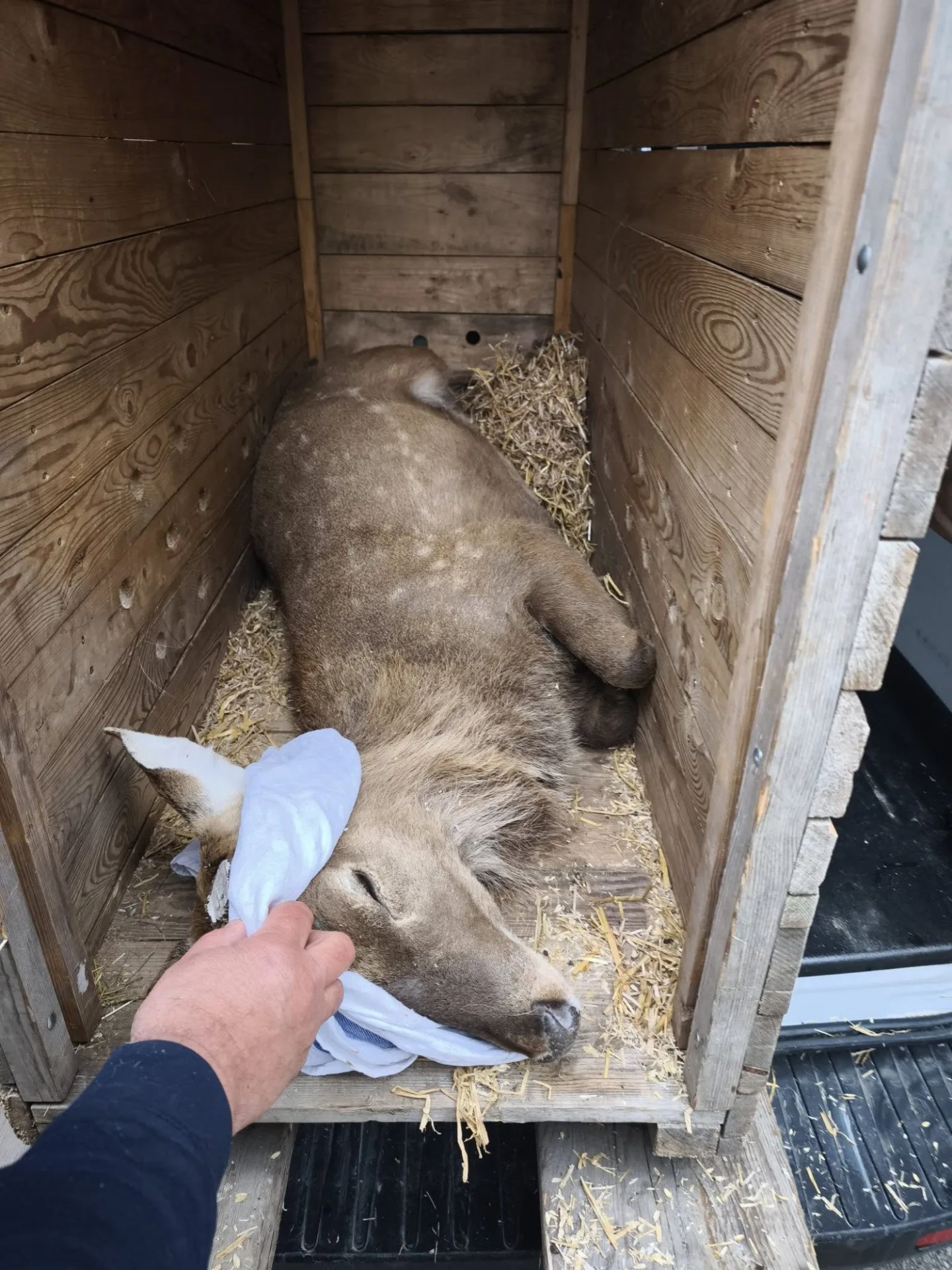 Parohy musely pryč. Jelen sika ze zoo Hluboká míří za novým stádem do Olomouce