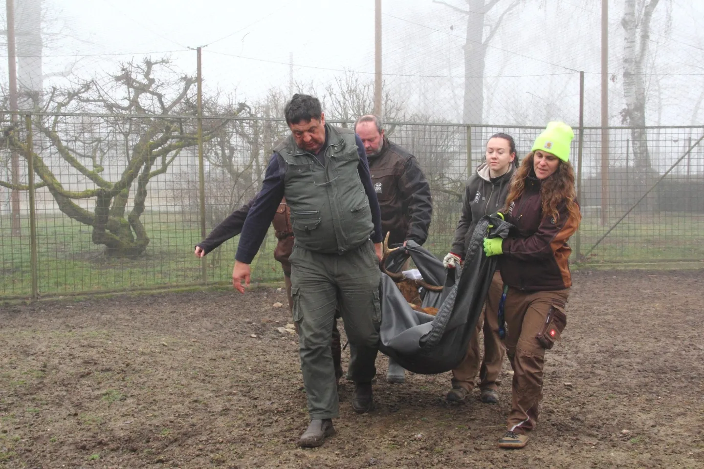 Parohy musely pryč. Jelen sika ze zoo Hluboká míří za novým stádem do Olomouce