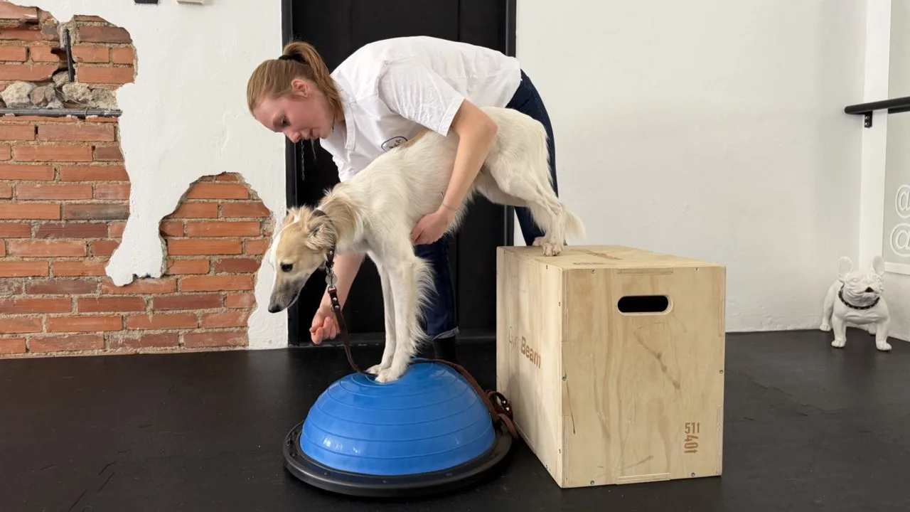 Dog fitness posiluje psí tělo a pomáhá předcházet zraněním