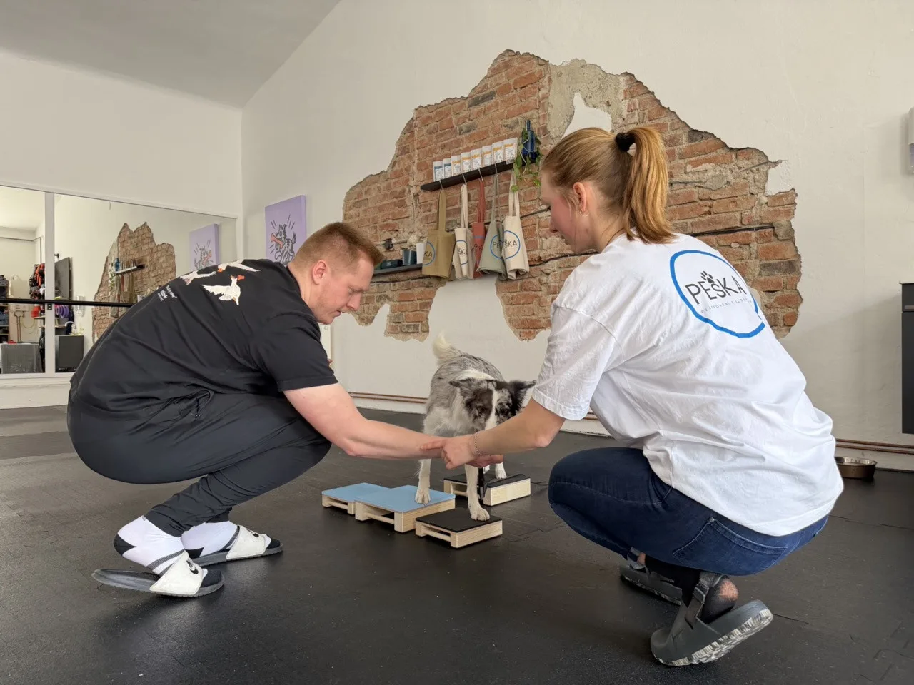 Dog fitness posiluje psí tělo a pomáhá předcházet zraněním