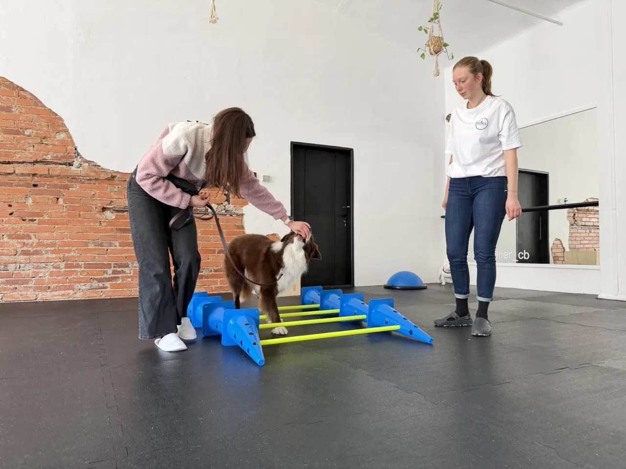 Dog fitness posiluje psí tělo a pomáhá předcházet zraněním