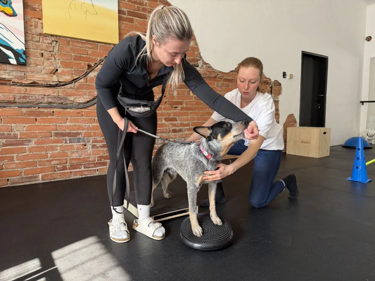 Dog fitness posiluje psí tělo a pomáhá předcházet zraněním