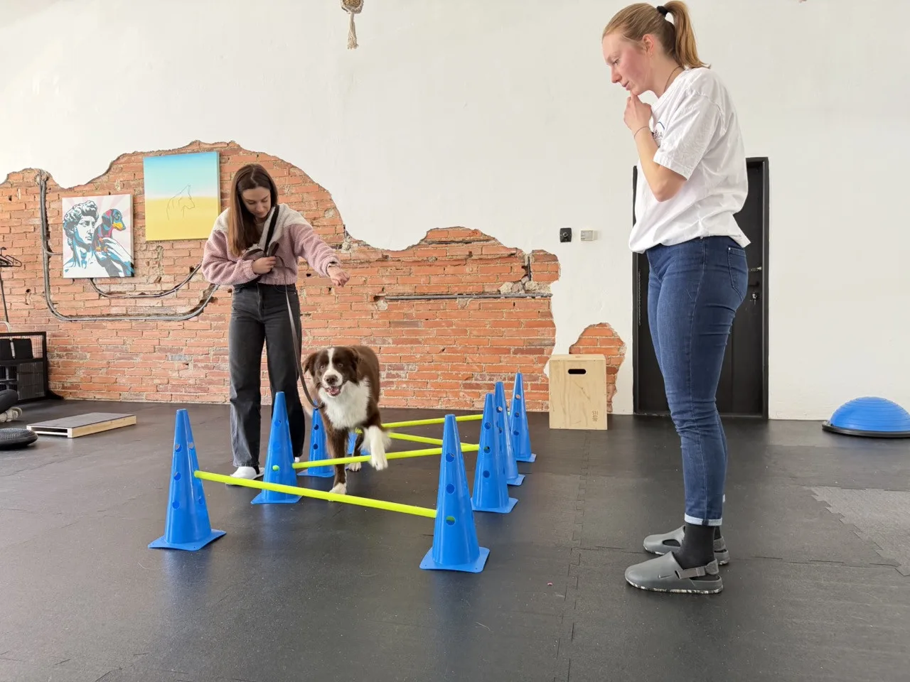 Dog fitness posiluje psí tělo a pomáhá předcházet zraněním