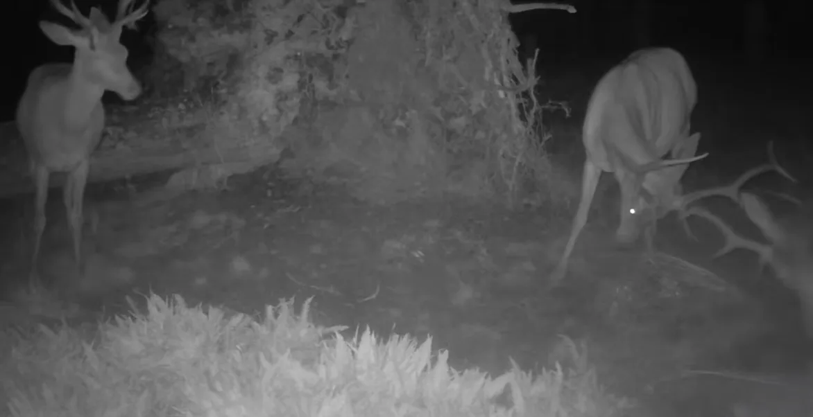 Vyvrácený smrk přilákal nejen vlka, rysa, tetřeva a jeleny. Úchvatné záběry ze Šumavy
