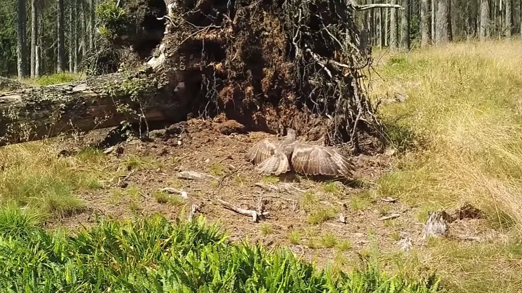 Vyvrácený smrk přilákal nejen vlka, rysa, tetřeva a jeleny. Úchvatné záběry ze Šumavy
