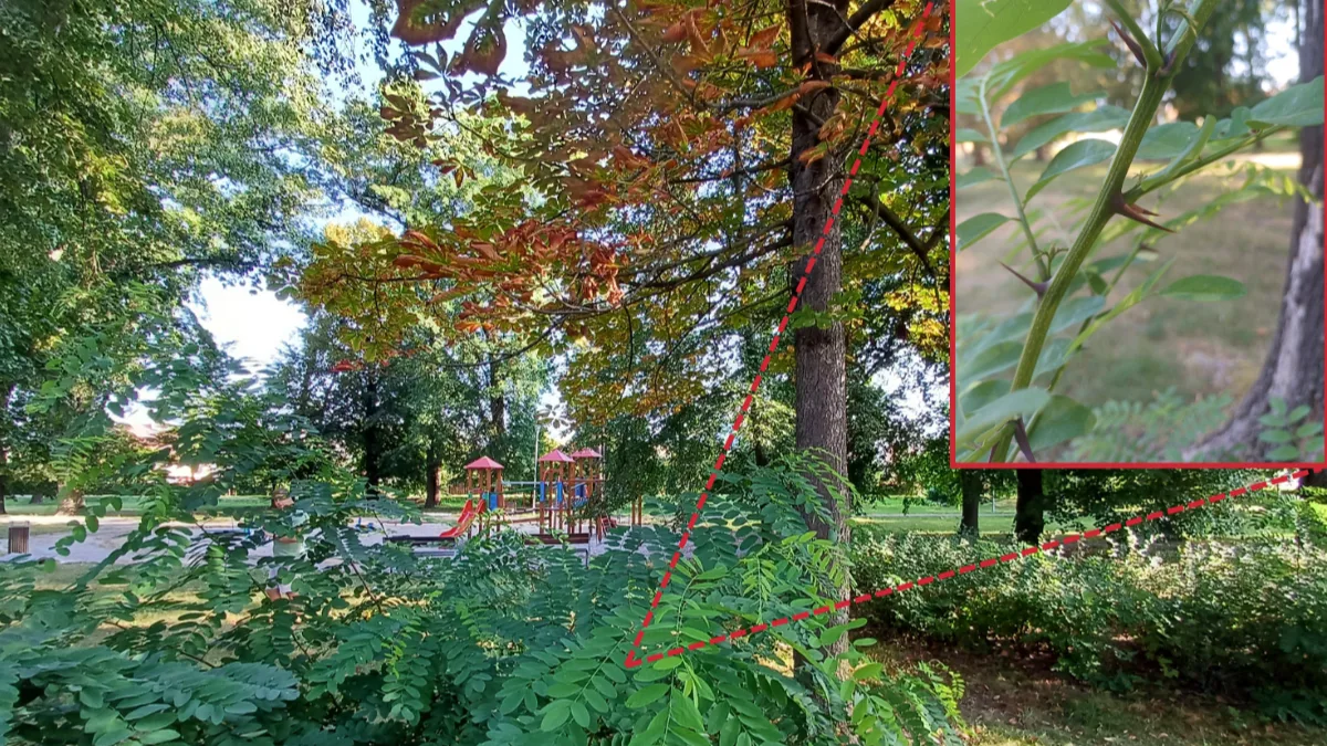 Změna klimatu v praxi. Města musí sahat po rizikovějších stromech, zjistili vědci z Olomouce