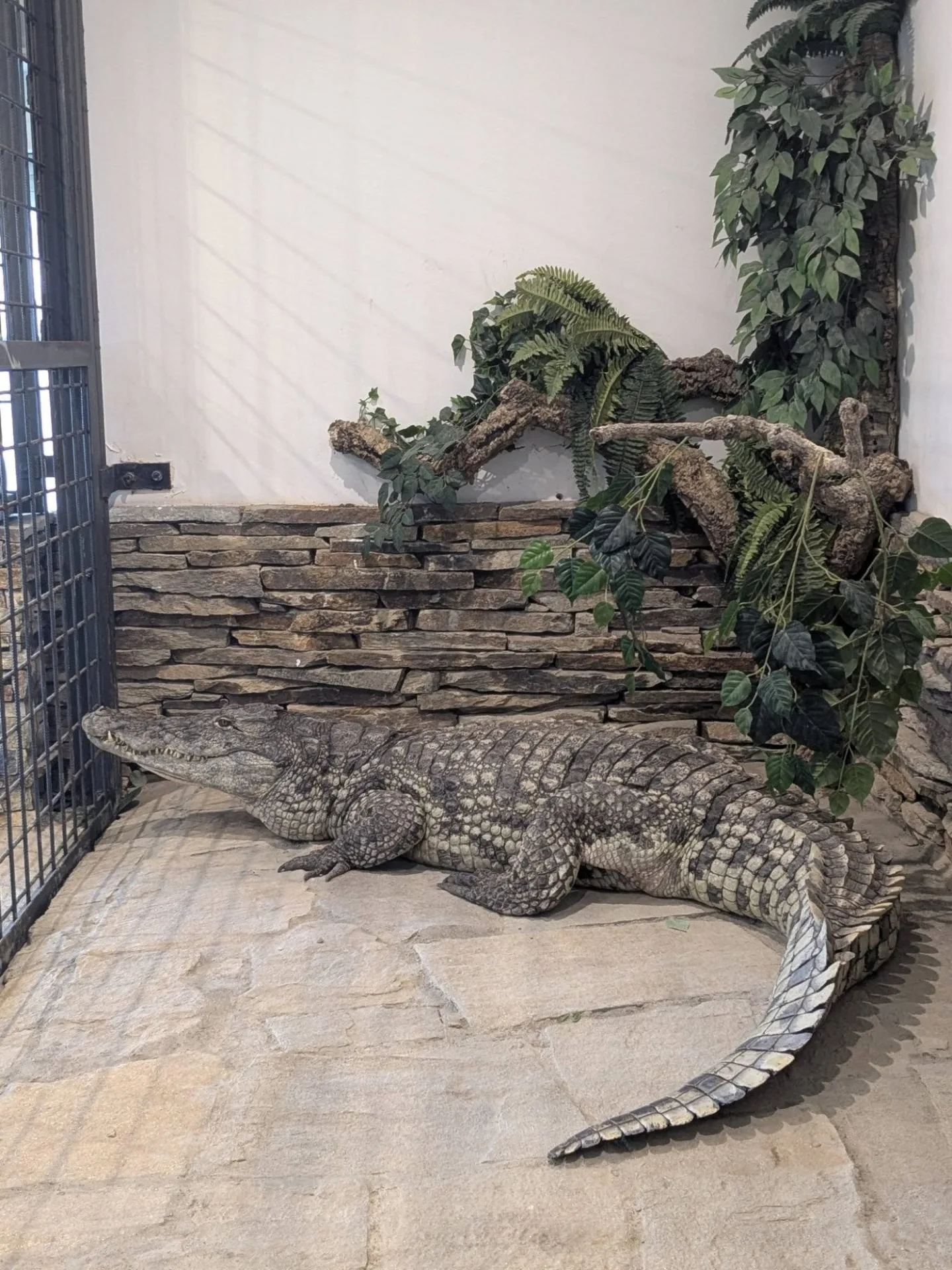 V Zoo Dvorec přibyl téměř čtyřmetrový krokodýl. Samice dorazila od Karlose Vémoly