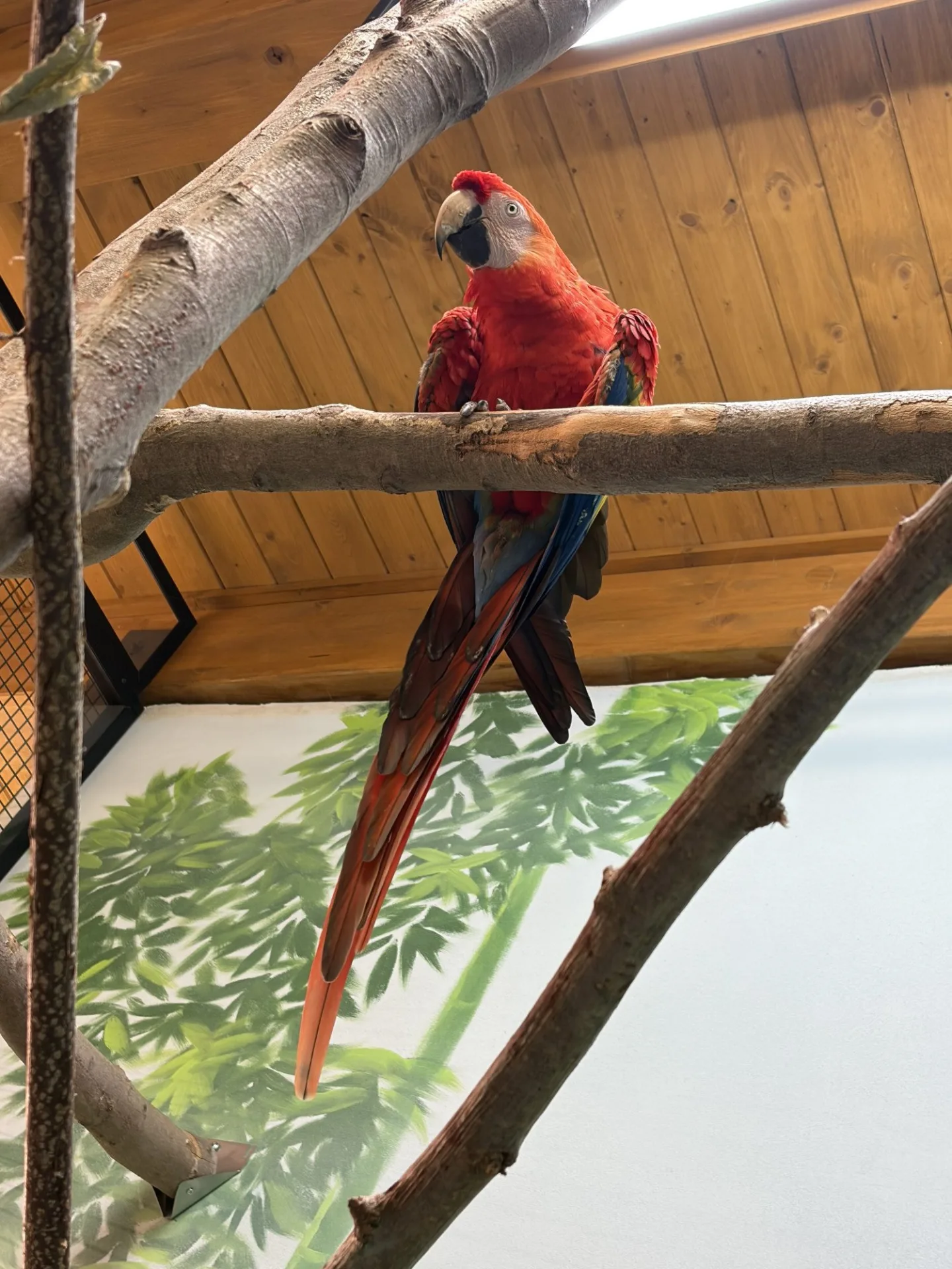 Do táborské zoo přiletěl vzácný papoušek. Spolu se samičkou má utvořit chovný pár