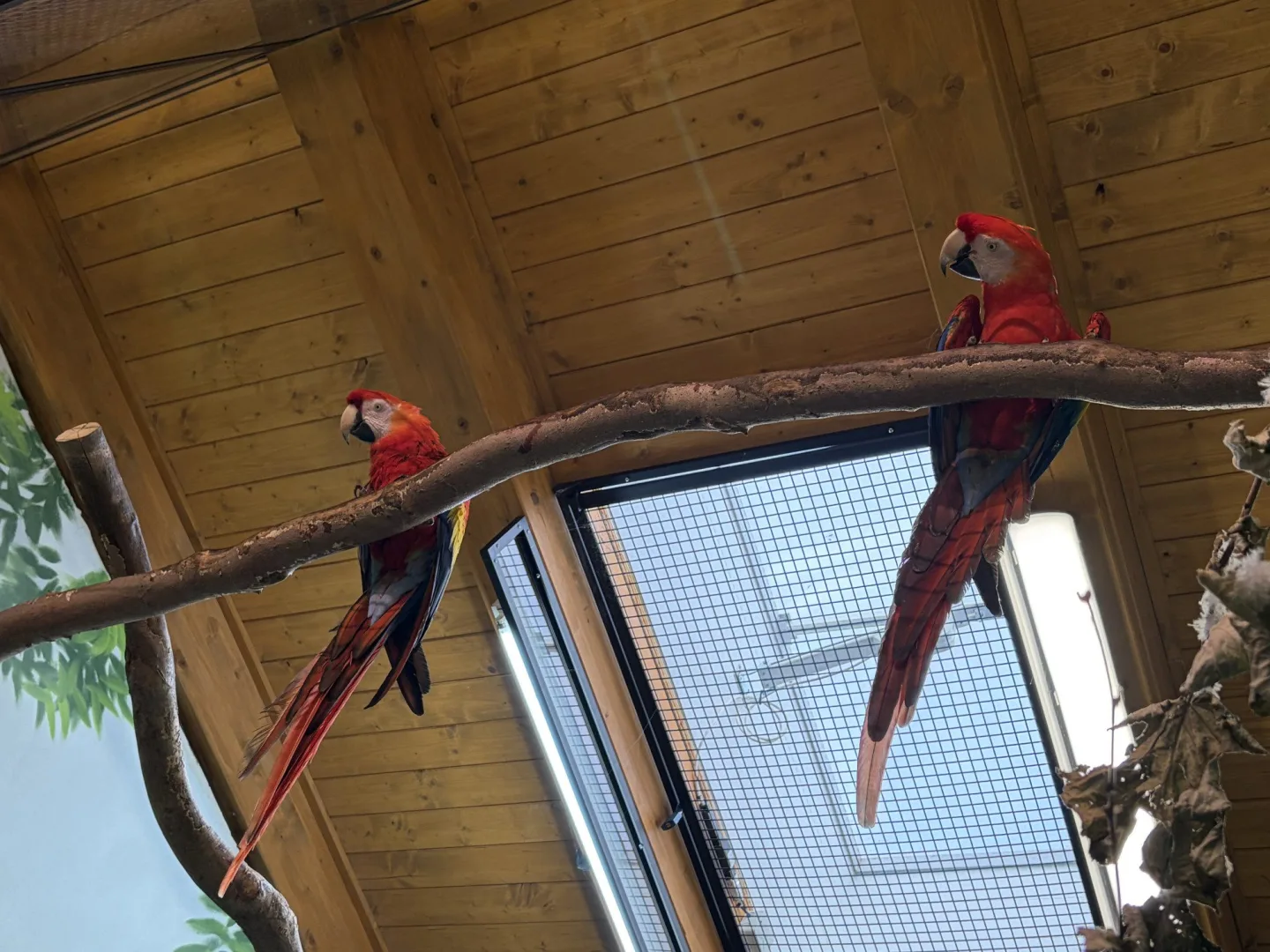 Do táborské zoo přiletěl vzácný papoušek. Spolu se samičkou má utvořit chovný pár