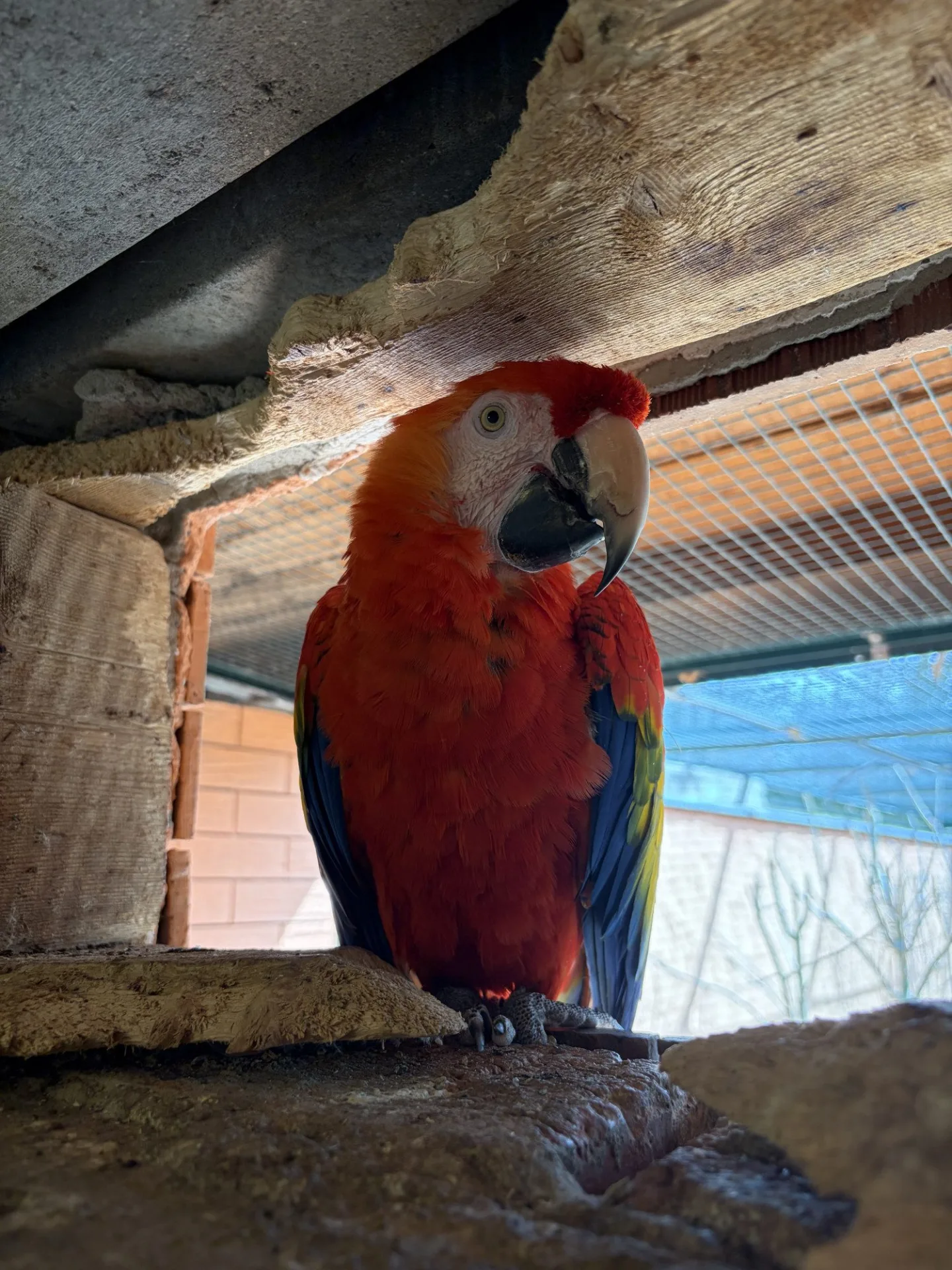 Do táborské zoo přiletěl vzácný papoušek. Spolu se samičkou má utvořit chovný pár