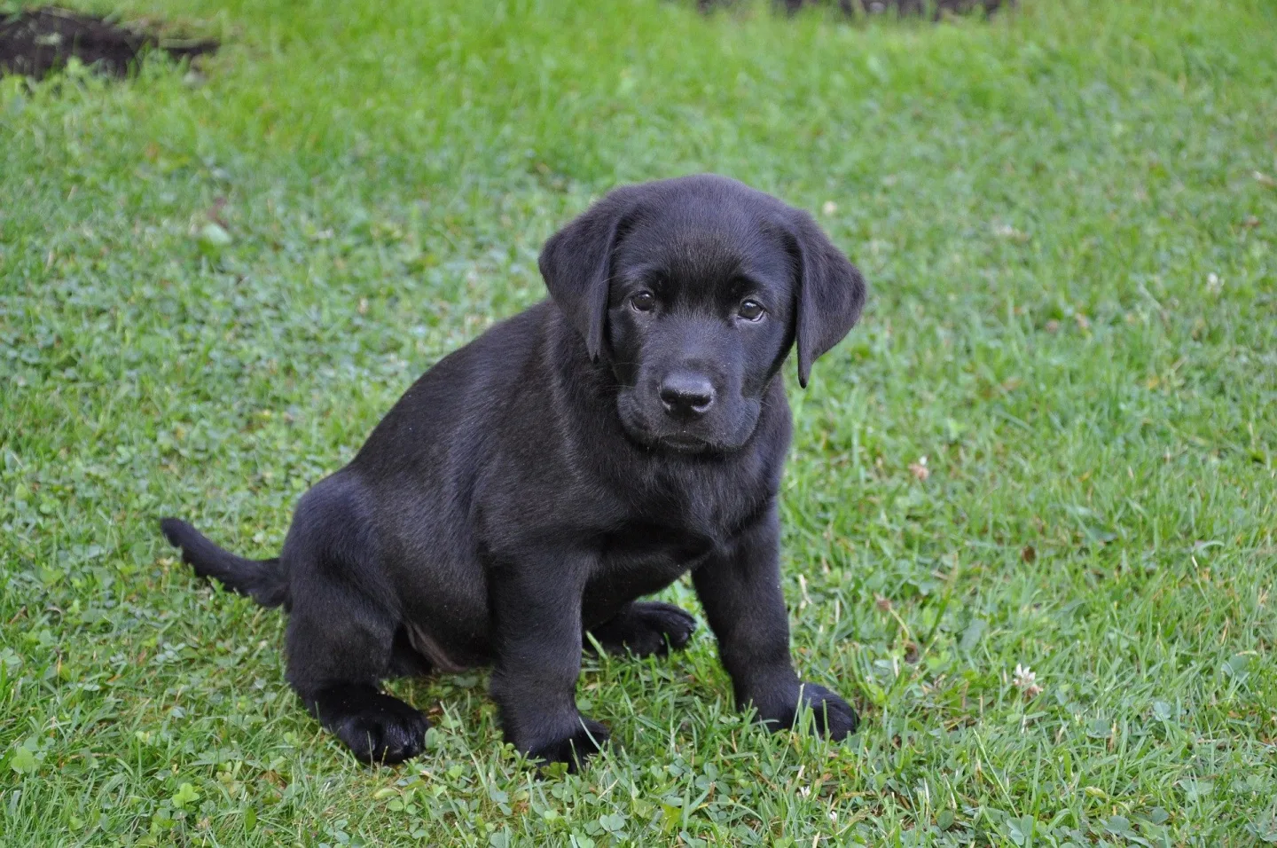 Podvodníci připravili lidi o tisíce, nalákali je na štěňata labradorů