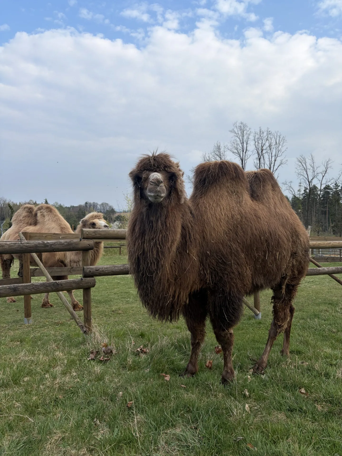 Frída už nebude sama. Do táborské zoo přicestovala nová velbloudice z Dánska