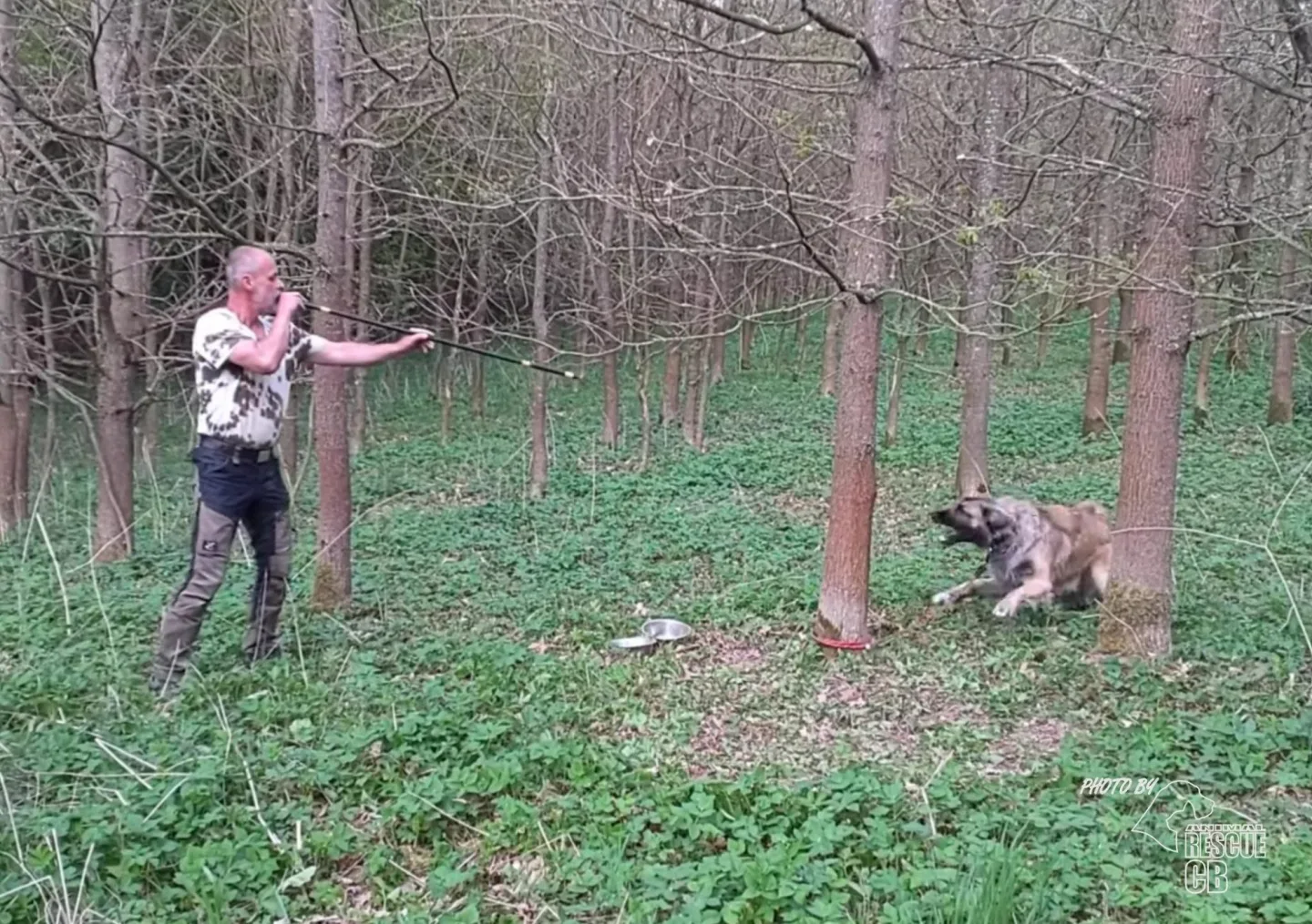 Uvázali psa u stromu a odešli. Roční zvíře našli v lese u Kaplice ve stresu a zanedbané