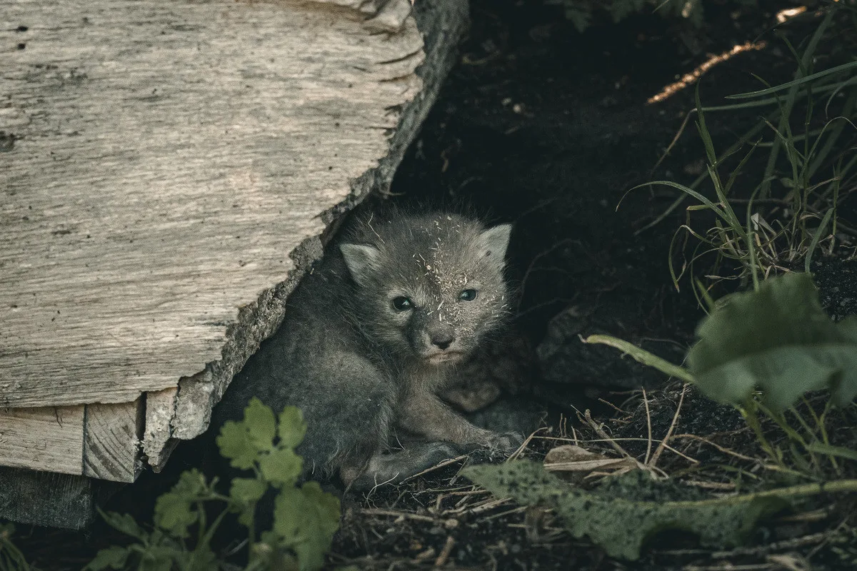 Nová mláďata v Zoo Hluboká. Přijeďte, než vyrostou