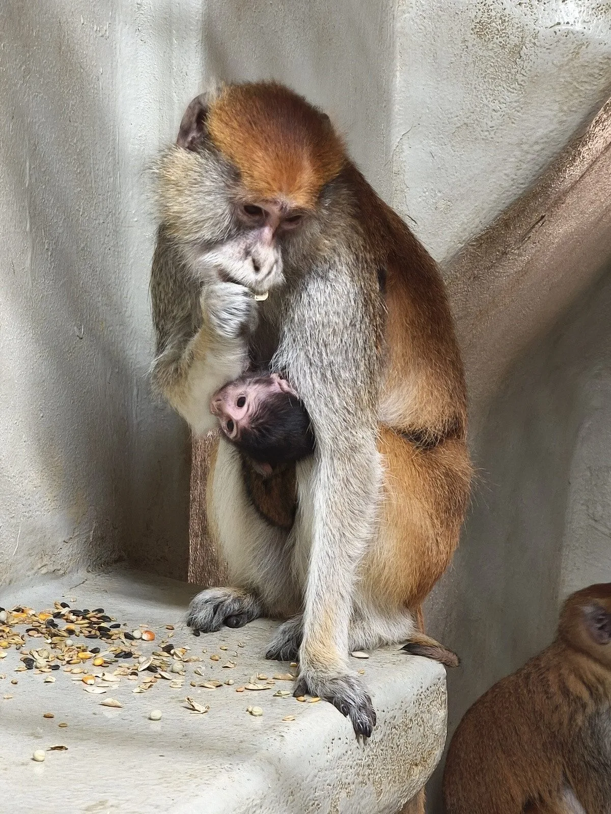 Nová mláďata v Zoo Hluboká. Přijeďte, než vyrostou