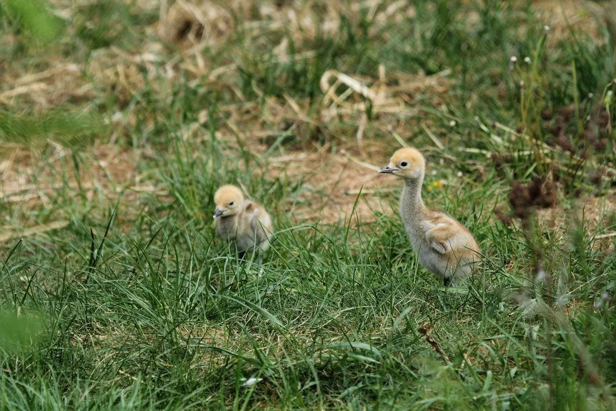Nová mláďata v Zoo Hluboká. Přijeďte, než vyrostou