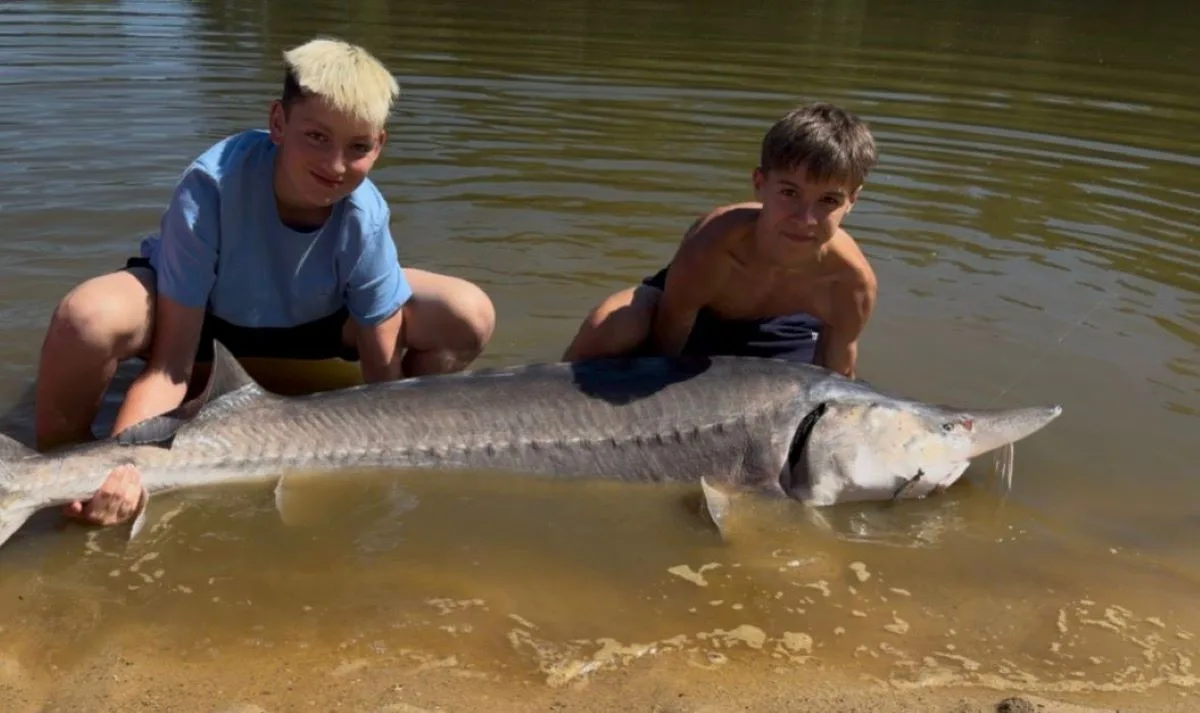 Mladíci na Českobudějovicku ulovili vzácnou vyzu velkou, vážila 100 kilogramů