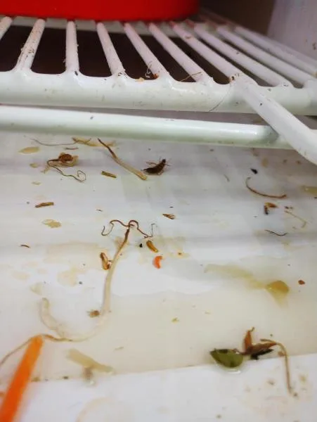 Švábi lezli po zelenině i pytlích s rýží. Hygienici zavřeli asijskou restauraci v IGY