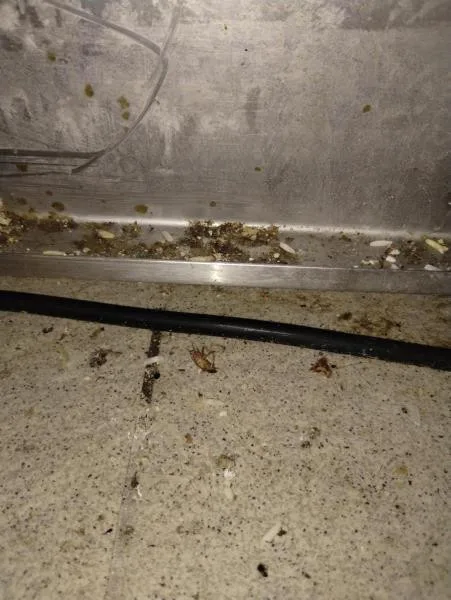 Švábi lezli po zelenině i pytlích s rýží. Hygienici zavřeli asijskou restauraci v IGY