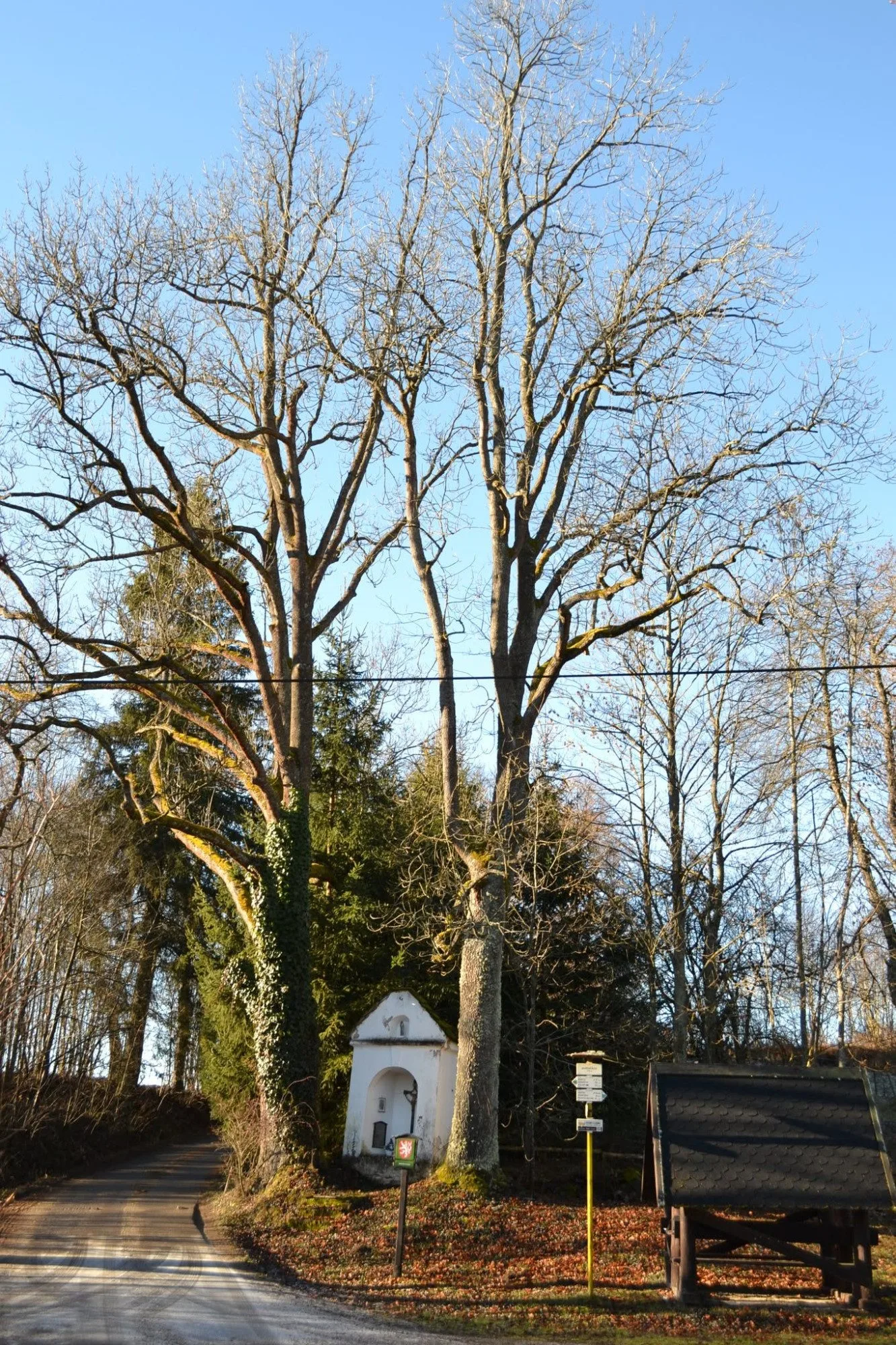 Péče o Husovu lípu i akát v Zábrdí. Prachatice získaly dotaci na ošetření památných stromů