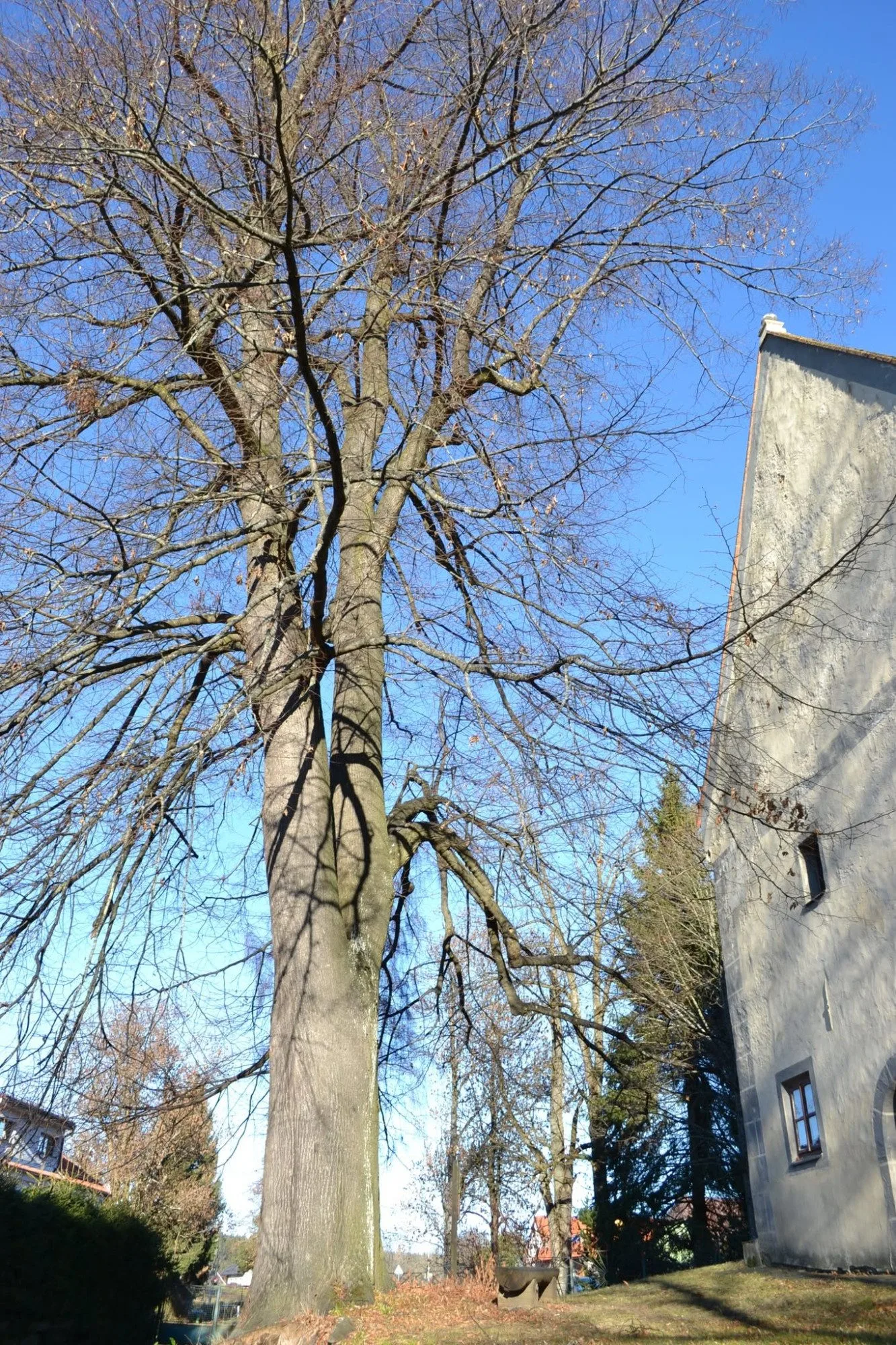 Péče o Husovu lípu i akát v Zábrdí. Prachatice získaly dotaci na ošetření památných stromů