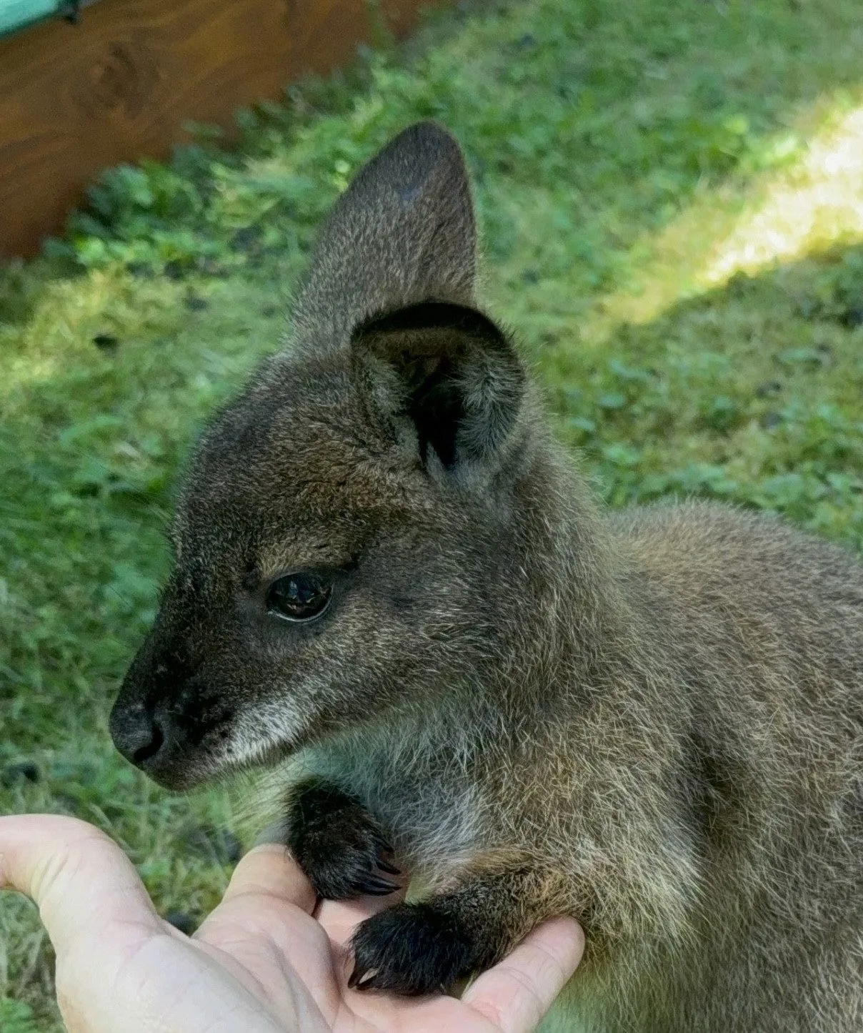 Po Budějcích může skákat klokan. Skippy utekl u nemocnice, majitelé prosí o pomoc