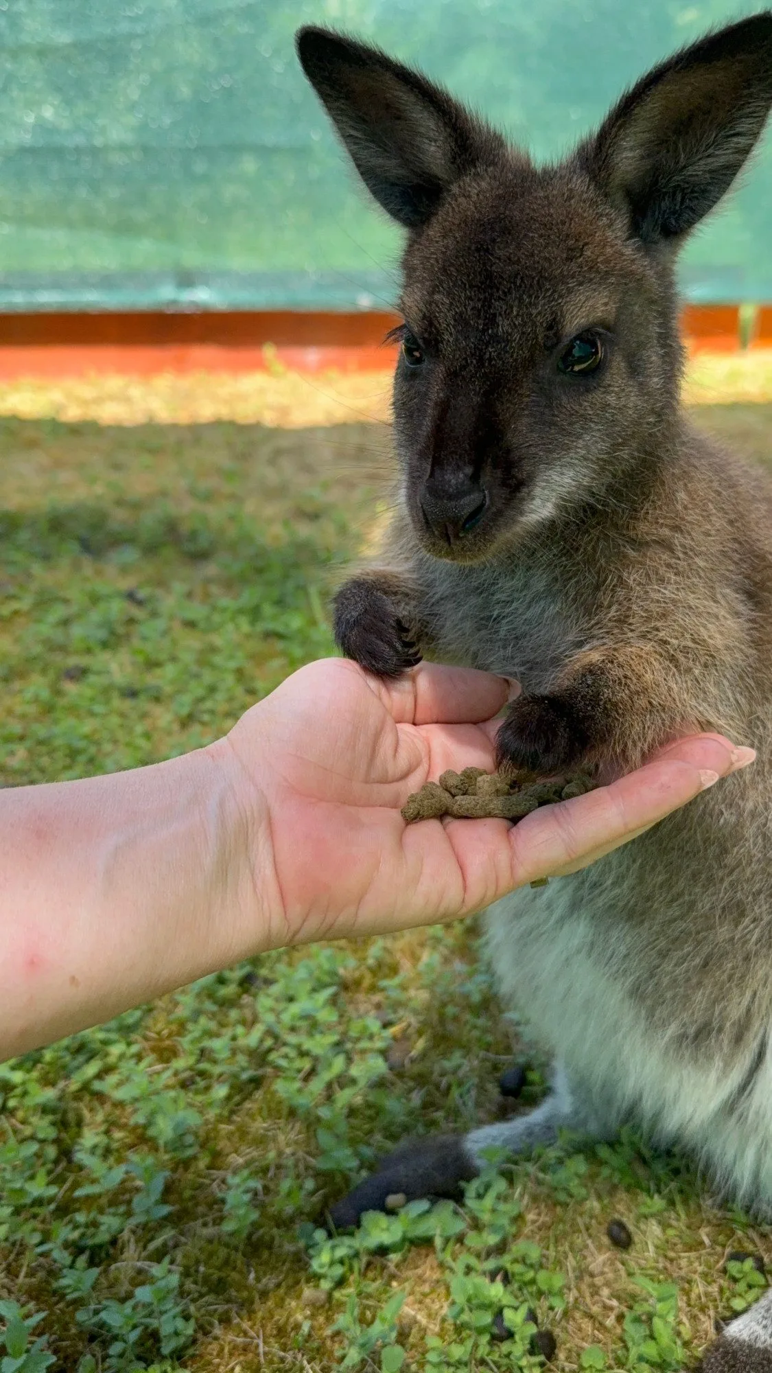 Po Budějcích může skákat klokan. Skippy utekl u nemocnice, majitelé prosí o pomoc