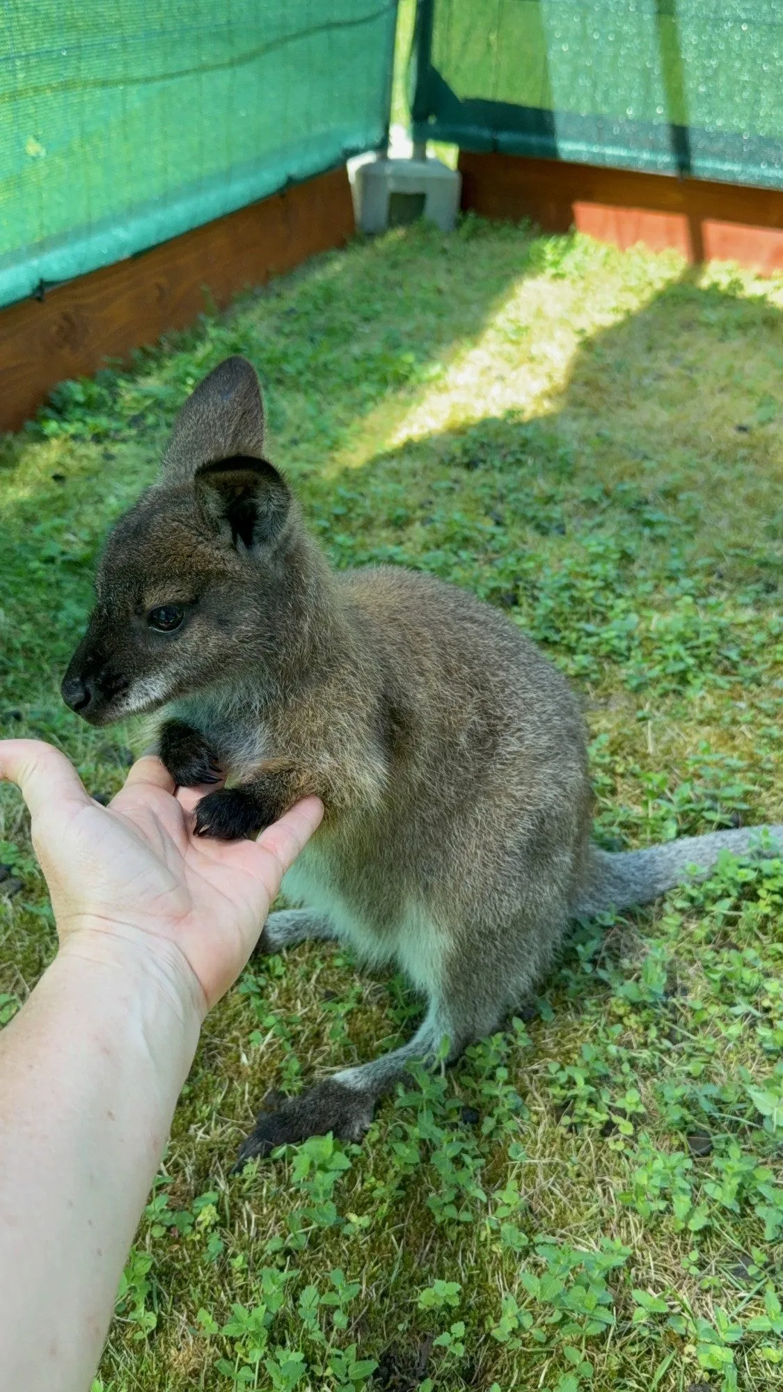 Po Budějcích může skákat klokan. Skippy utekl u nemocnice, majitelé prosí o pomoc