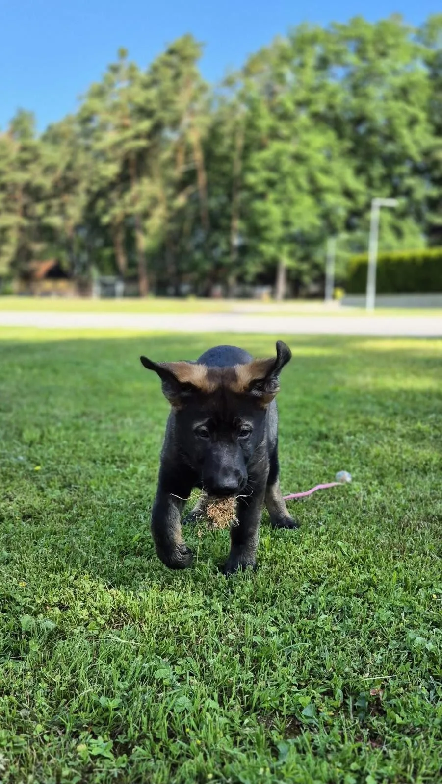 Roztomilá policejní posila. Štěňata Árčí a Casper se připravují na důležitou službu