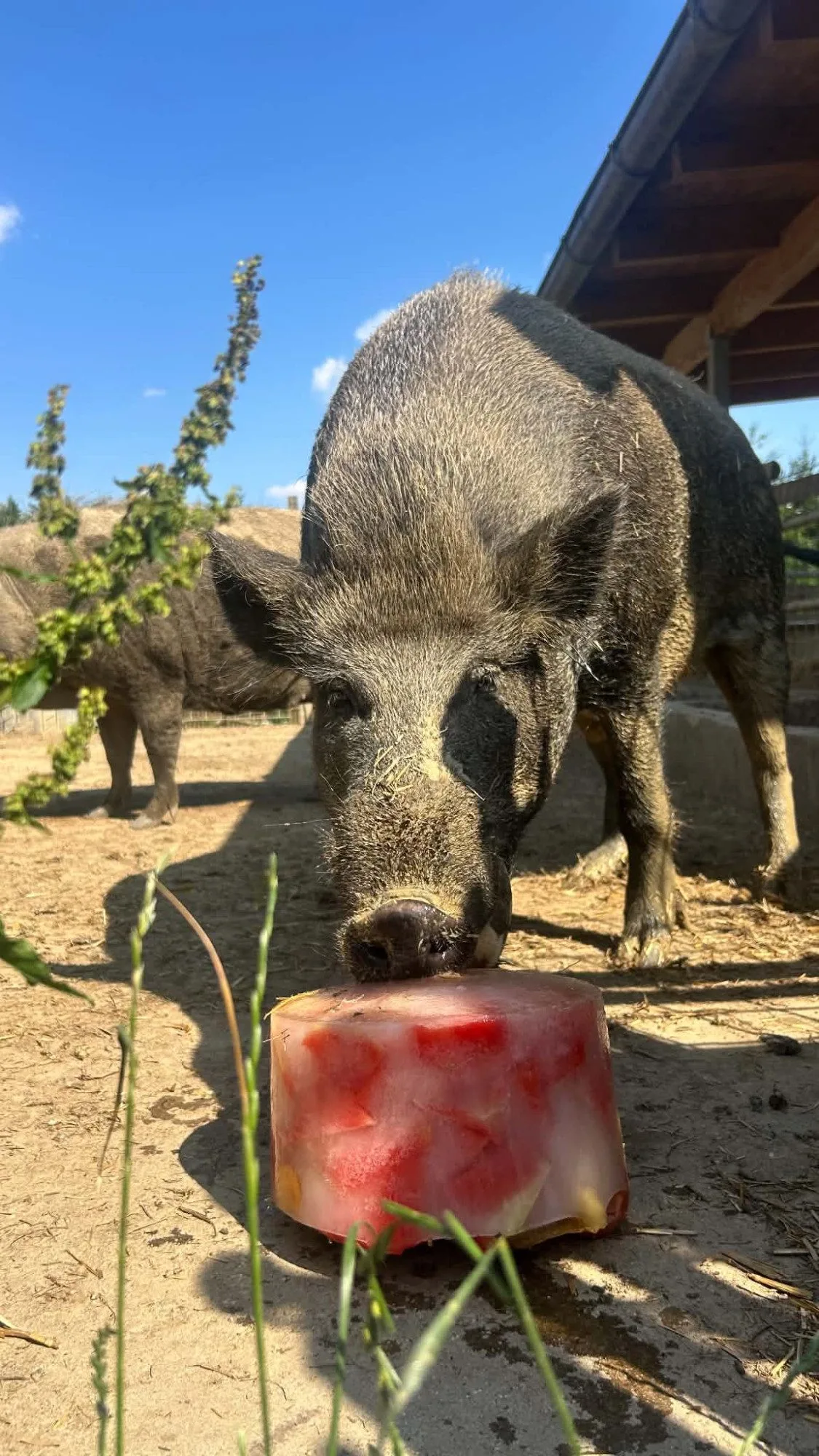 Ledová tříšť i ovocná zmrzlina. Podívejte se, jak v táborské zoo ochlazují zvířata