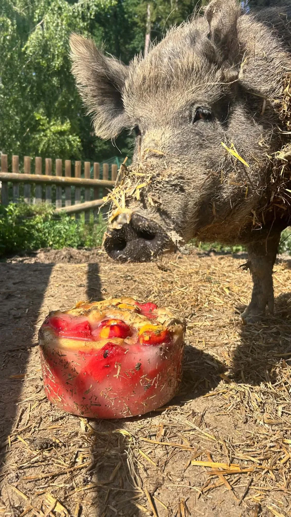 Ledová tříšť i ovocná zmrzlina. Podívejte se, jak v táborské zoo ochlazují zvířata