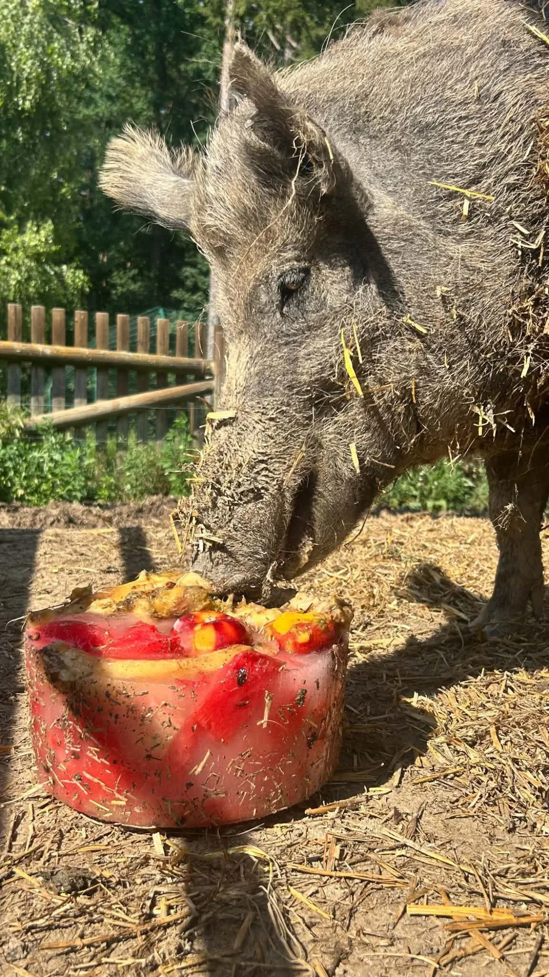 Ledová tříšť i ovocná zmrzlina. Podívejte se, jak v táborské zoo ochlazují zvířata