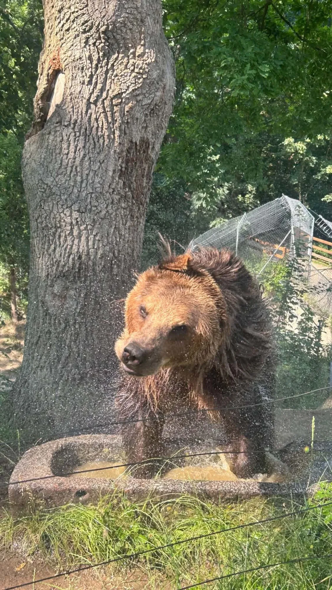 Ledová tříšť i ovocná zmrzlina. Podívejte se, jak v táborské zoo ochlazují zvířata