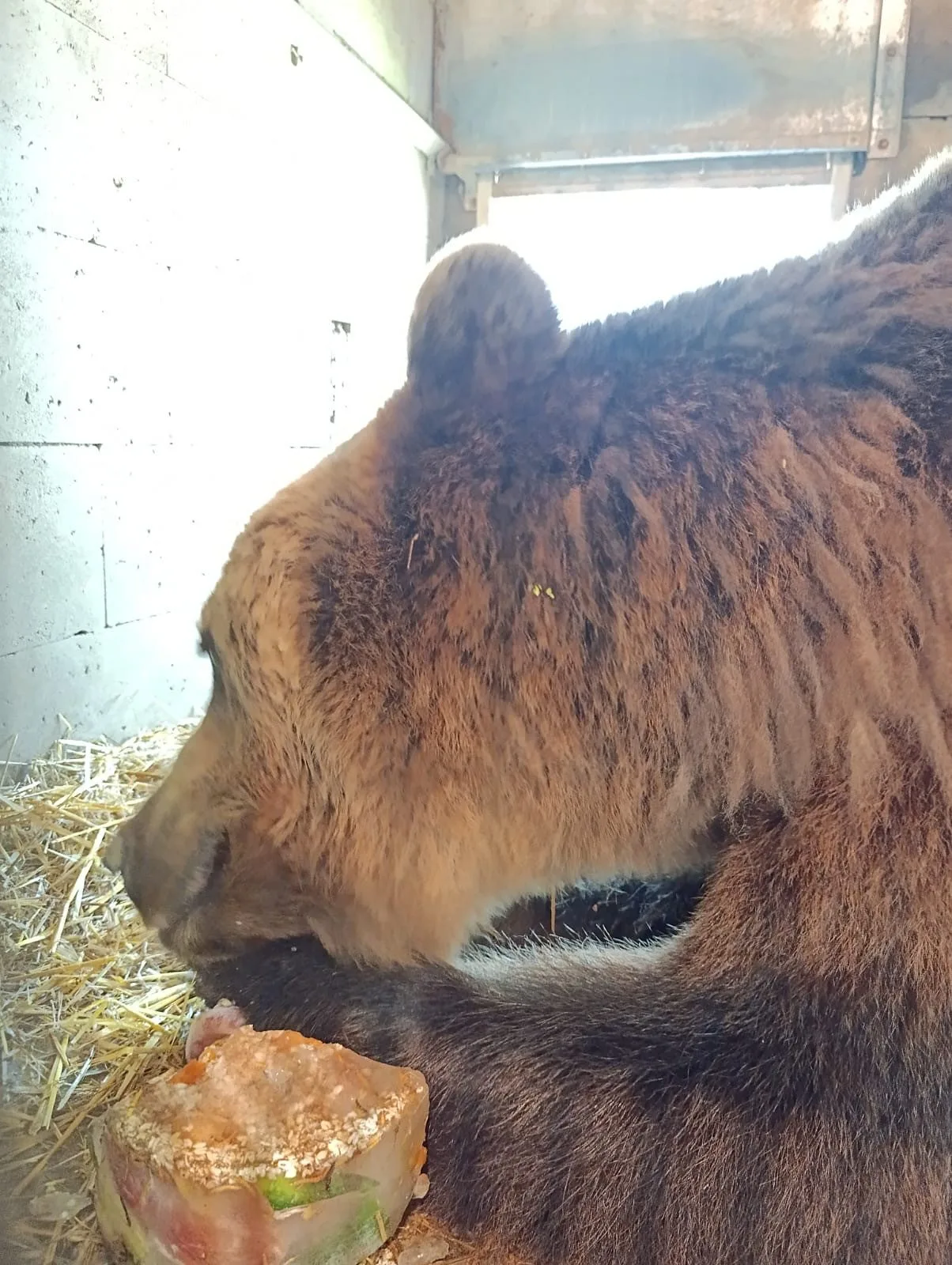 Ledová tříšť i ovocná zmrzlina. Podívejte se, jak v táborské zoo ochlazují zvířata