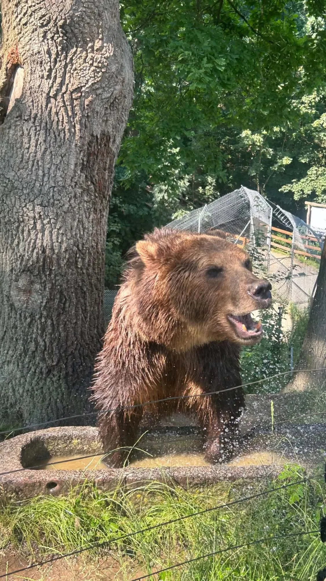 Ledová tříšť i ovocná zmrzlina. Podívejte se, jak v táborské zoo ochlazují zvířata