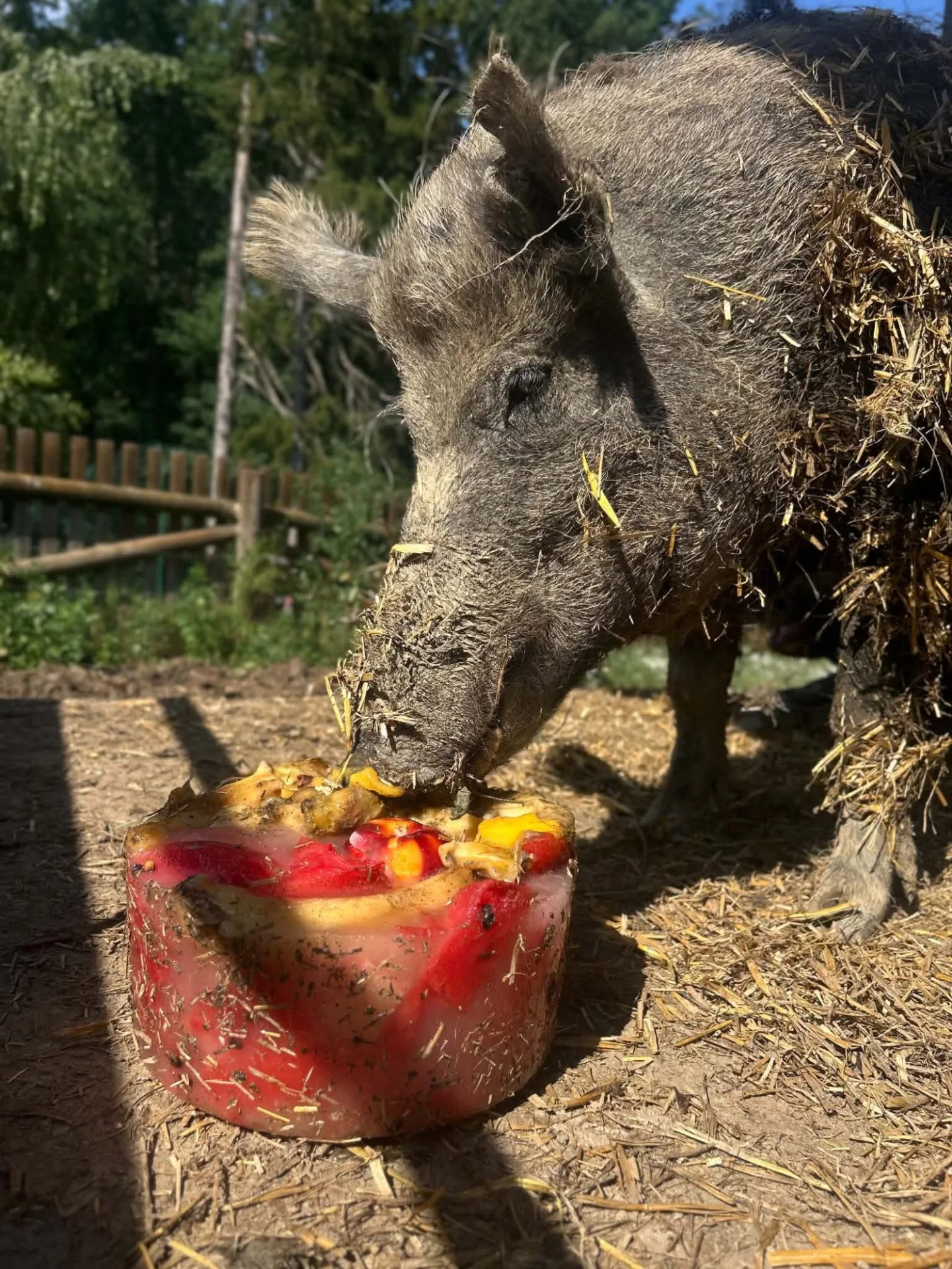 Ledová tříšť i ovocná zmrzlina. Podívejte se, jak v táborské zoo ochlazují zvířata