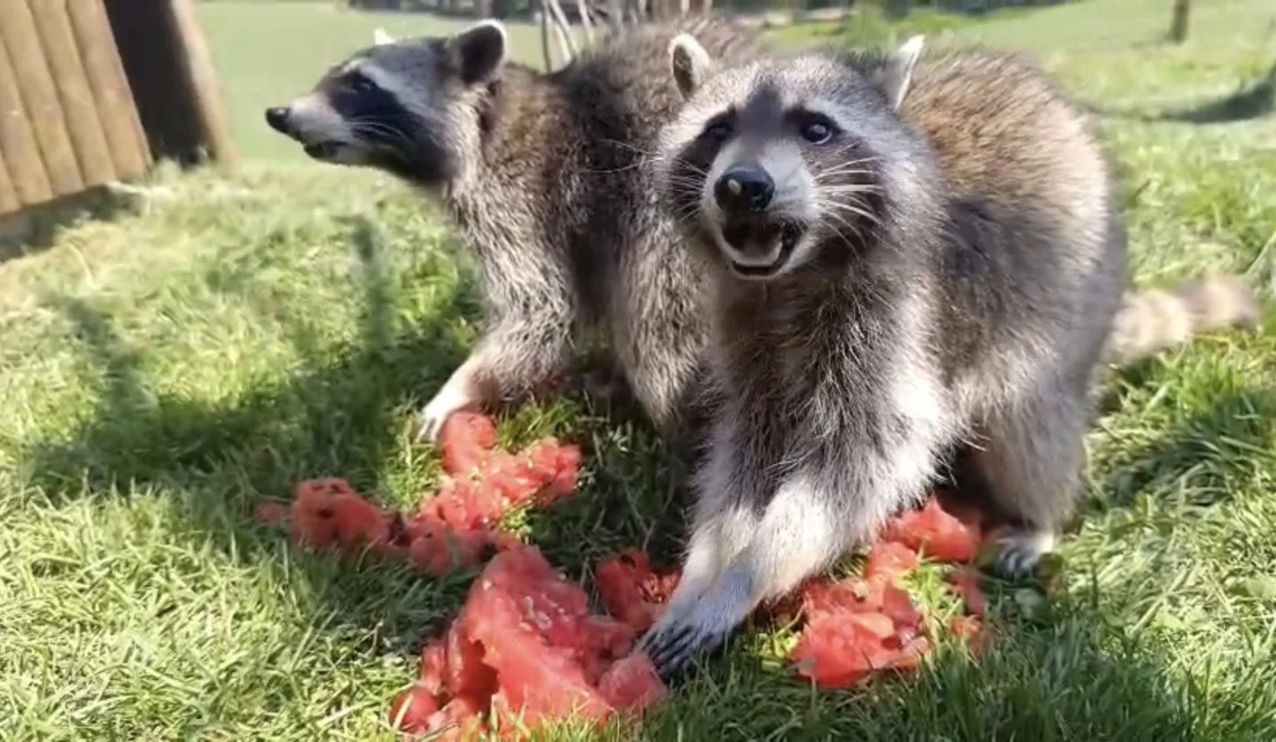 Ledová tříšť i ovocná zmrzlina. Podívejte se, jak v táborské zoo ochlazují zvířata